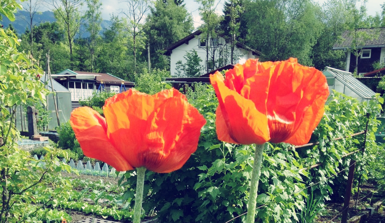 Afternoon tea in grandma's Garden 